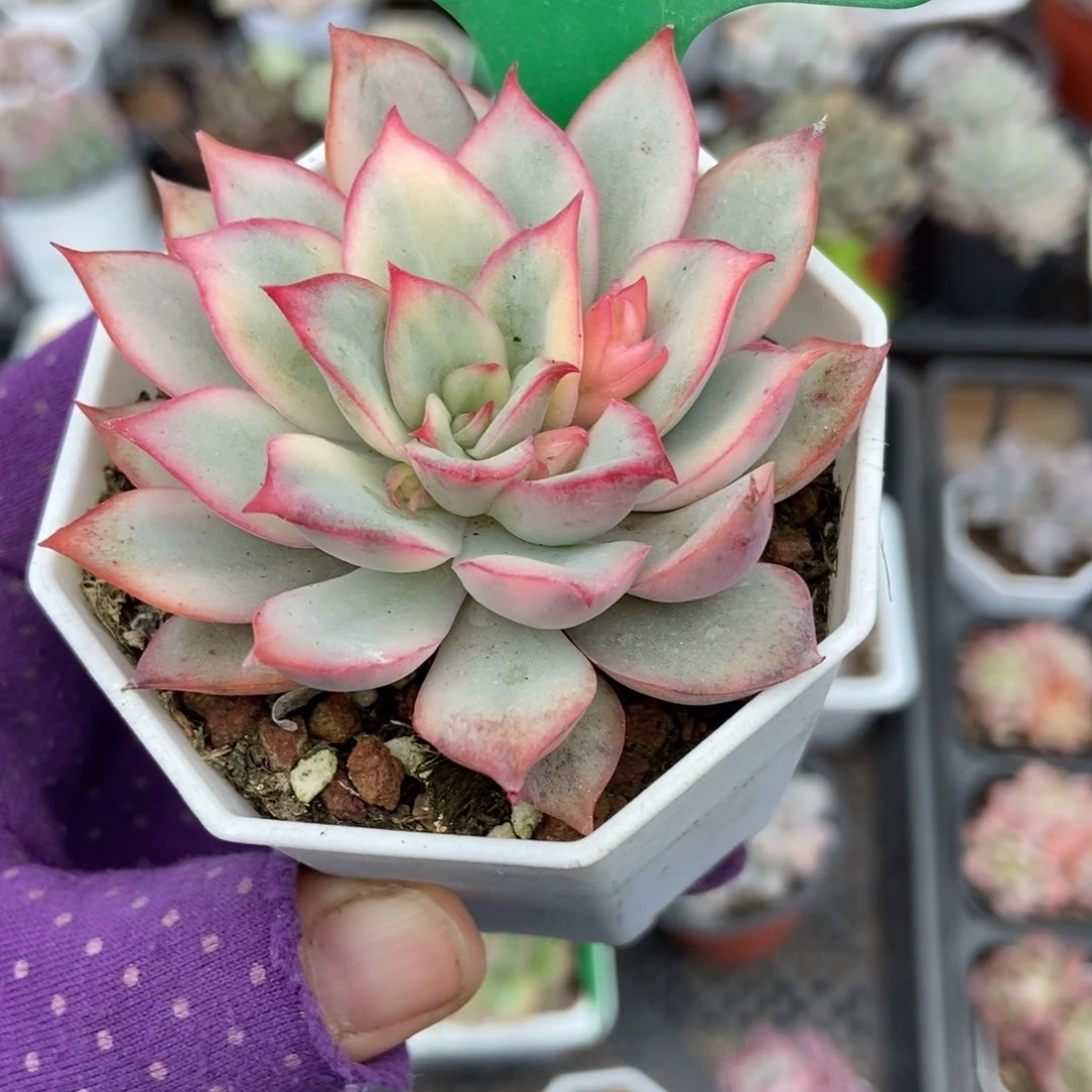 1676月光女神锦多肉