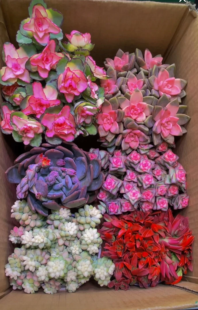 粉色热销【6盆满满一整箱】多肉植物带盆带土种好栽好不重复发货