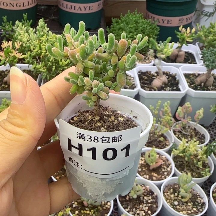 多肉植物枝干钻石黄化锦