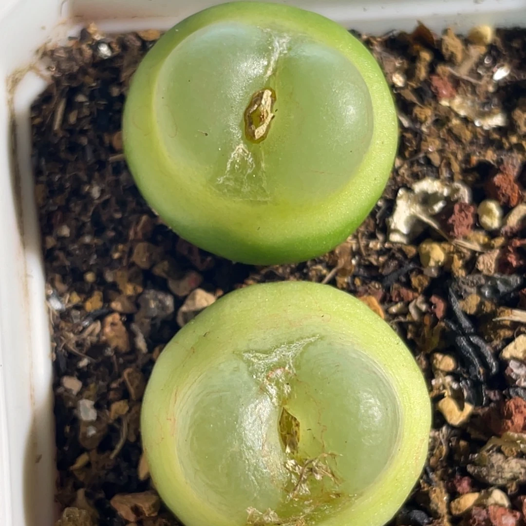 拉登两颗2cm植物一物一拍