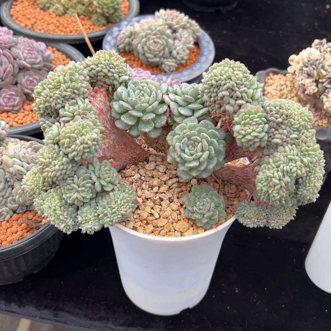 記***片新年快乐 新年快乐