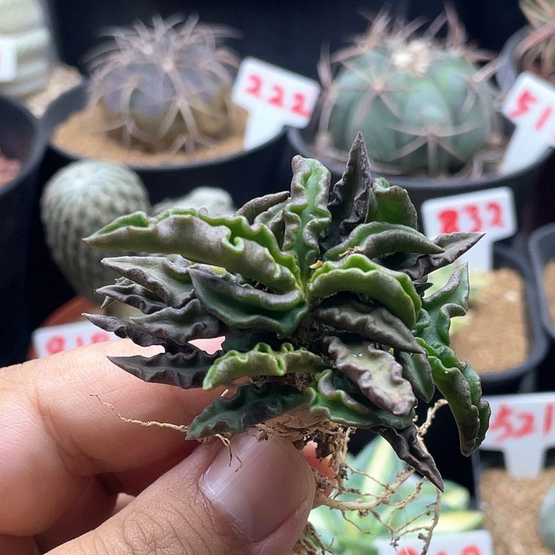 实生短肥叶皱叶麒麟大戟