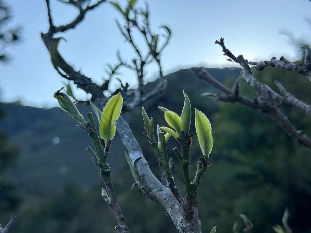 2023团结丫口二三类头春混采普洱散茶