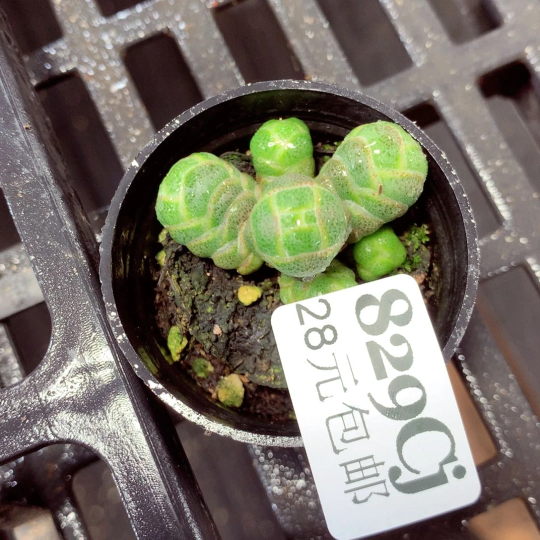 5厘米盆精控多肉829