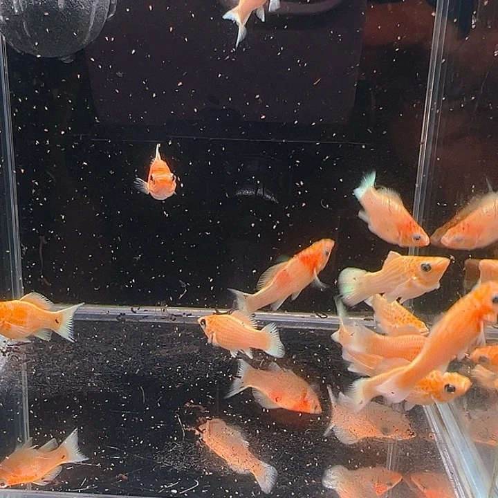 孔雀鱼精品黄金玛丽球苗6条