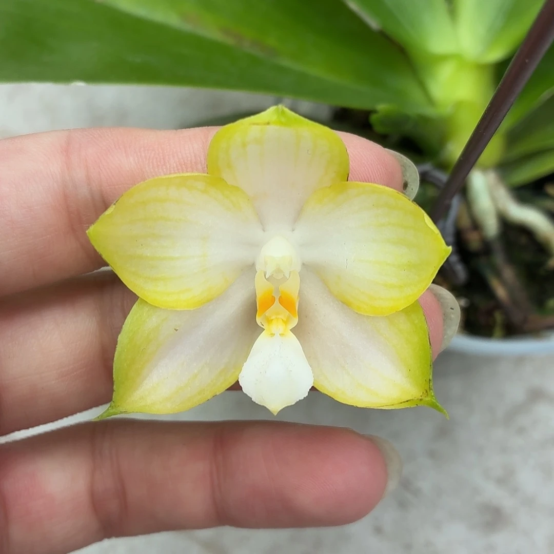 当前无花朵，栽培后可花朵A128yss1184