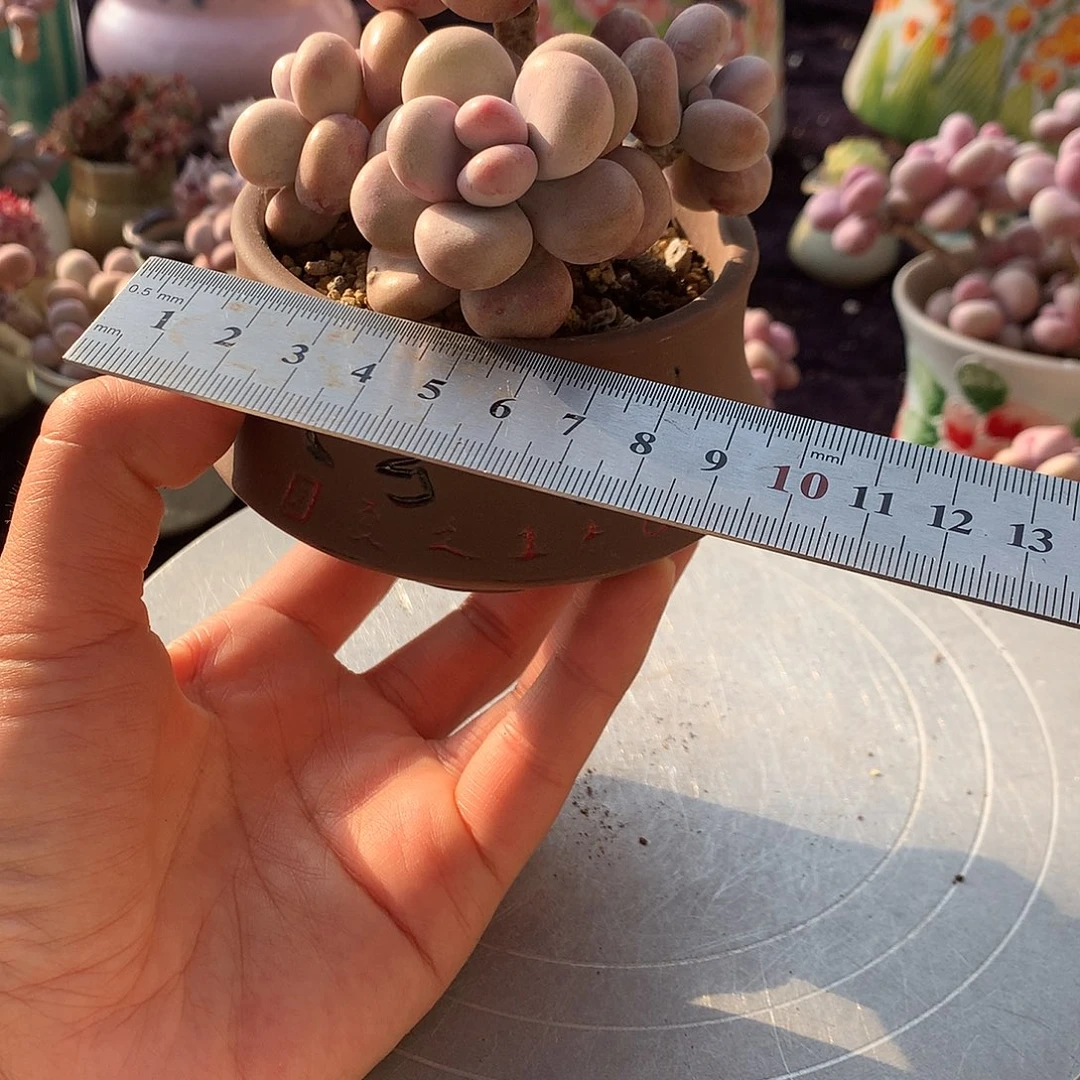 46号带盆偏远地区bu bao you de