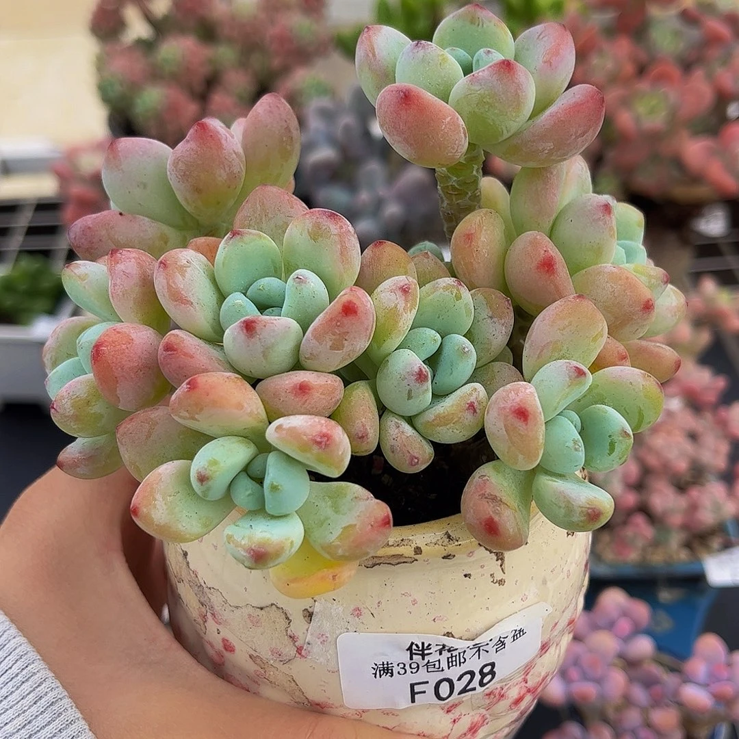 028-白底樱花罗琦多肉10cm