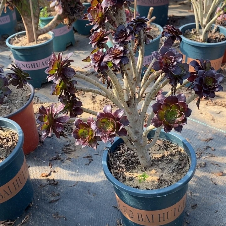 黑豆15多肉植物法师法师