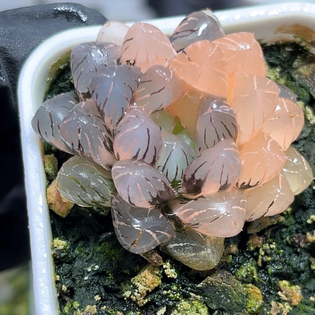 恭喜发财大吉大利640