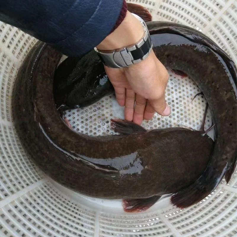 埃及塘虱鱼革胡子鲶鱼黑色淡水