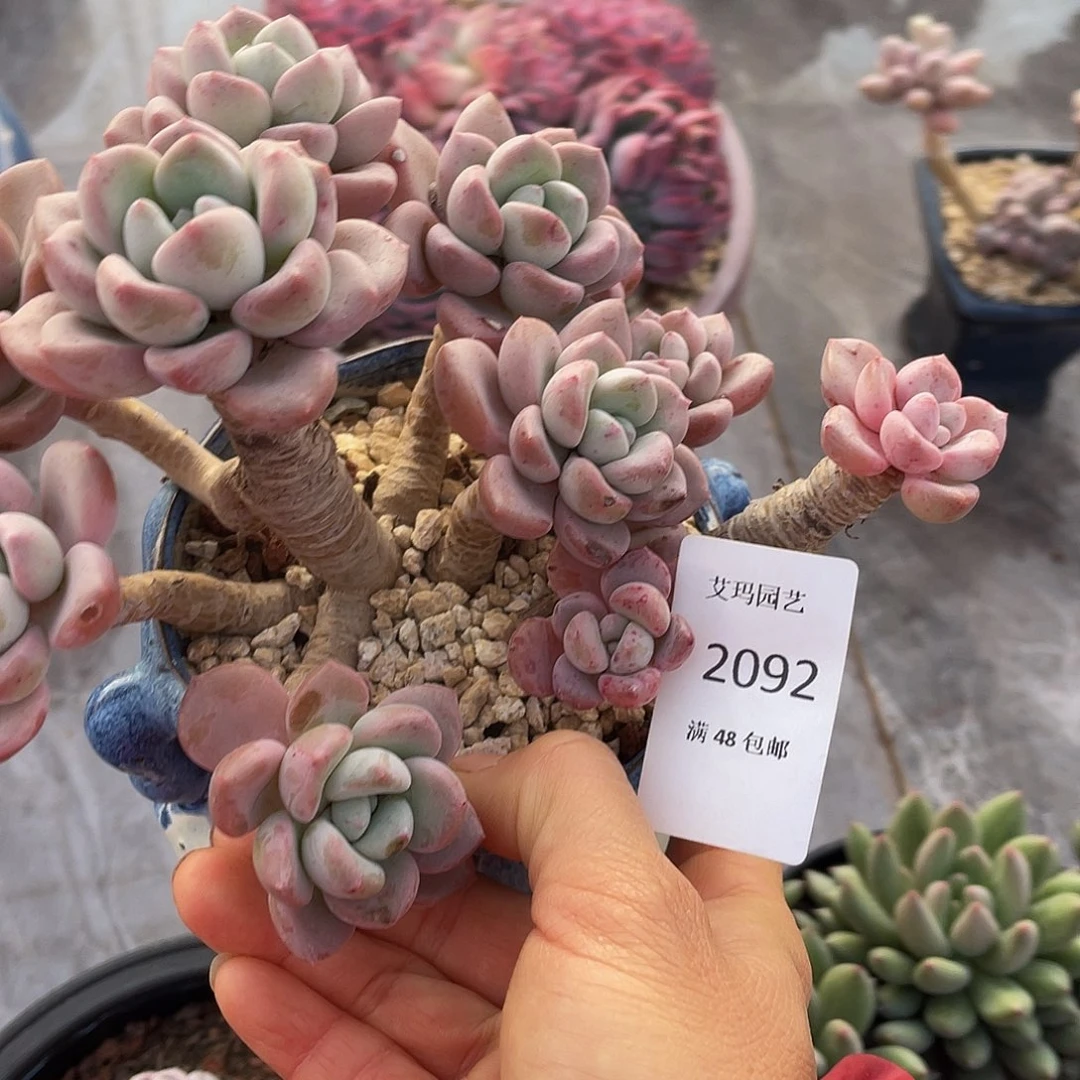 花瓣露老桩92 多肉多肉多肉