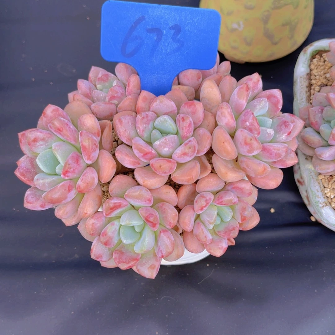 ～***～673号多肉植物一物一拍