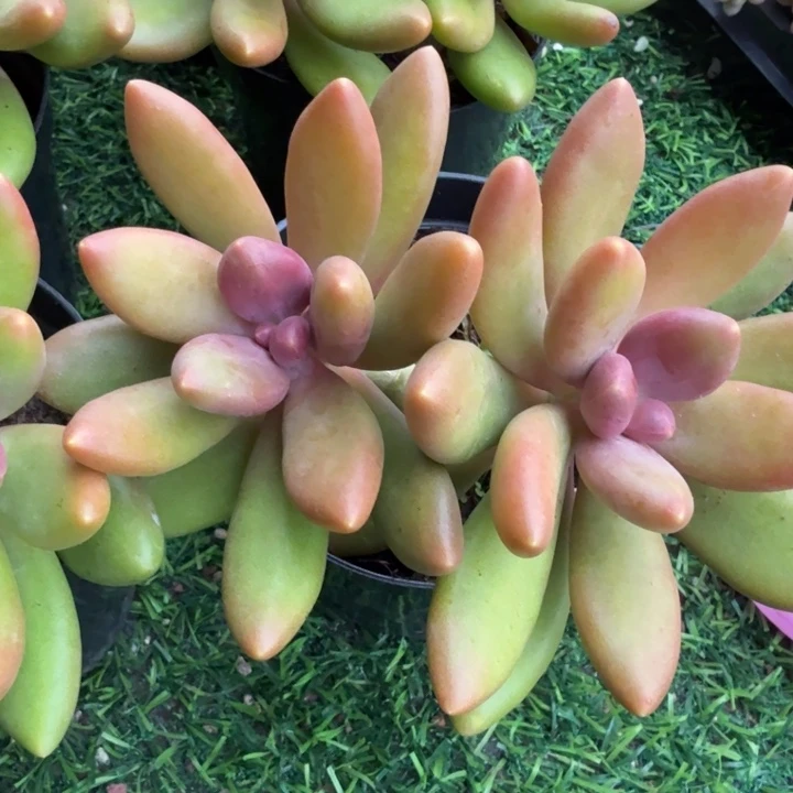 芒果奶。