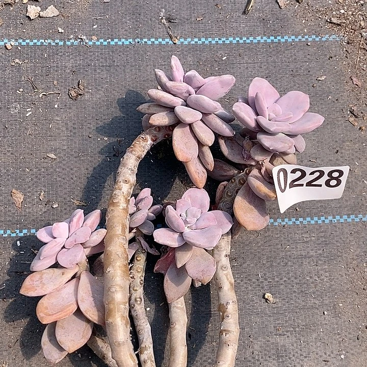 0228。。。。。。。。。。。。。。。