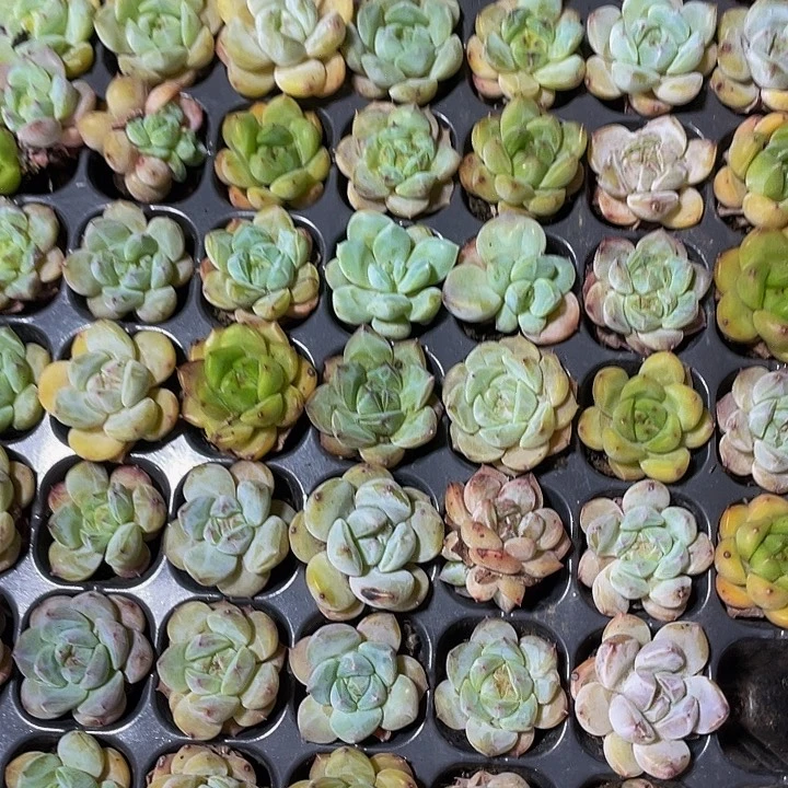 小梦奇杂带土球发