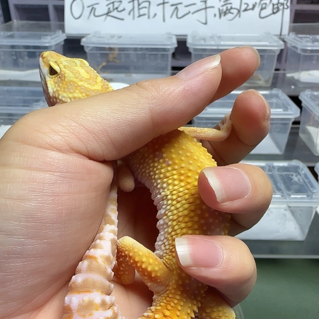 睫角守宫豹纹守宫成体暴龙