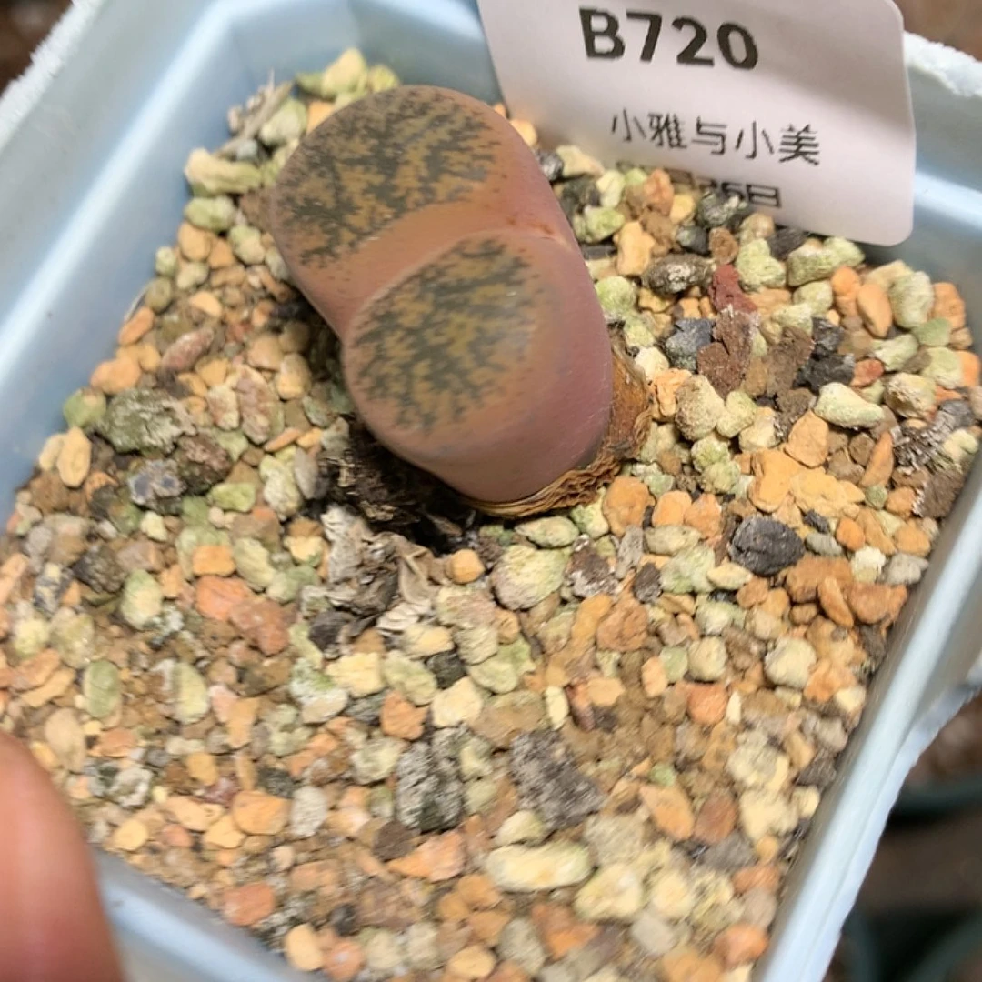 皓****B720多肉植物保护