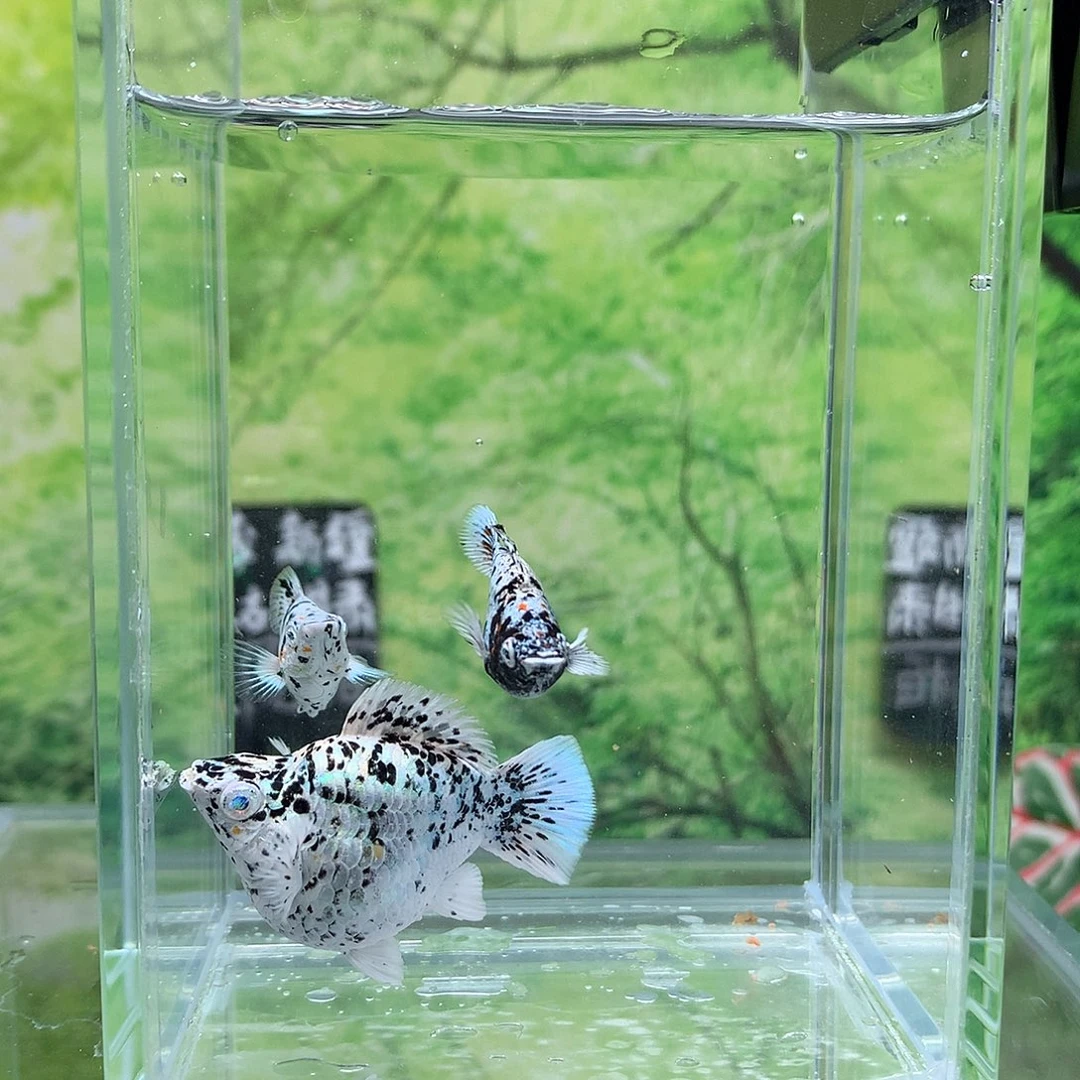 海水鱼1号2公1母奶牛