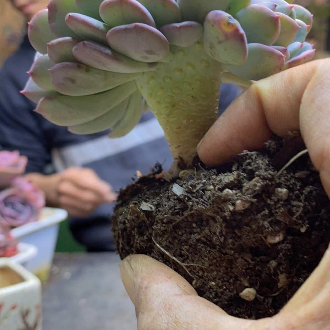 小*皮D16号玛瑙缀多肉