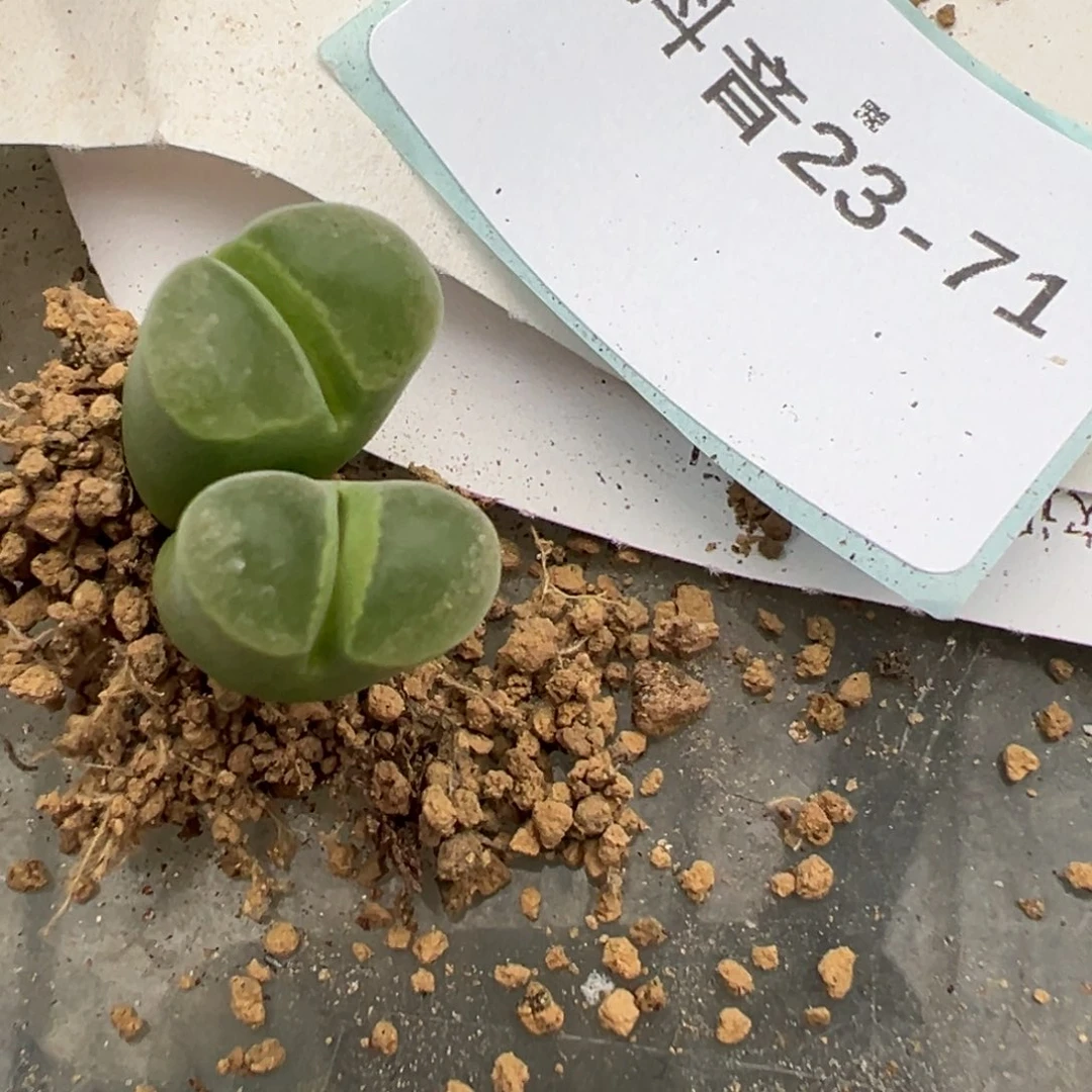 23-71肉锥多肉植物