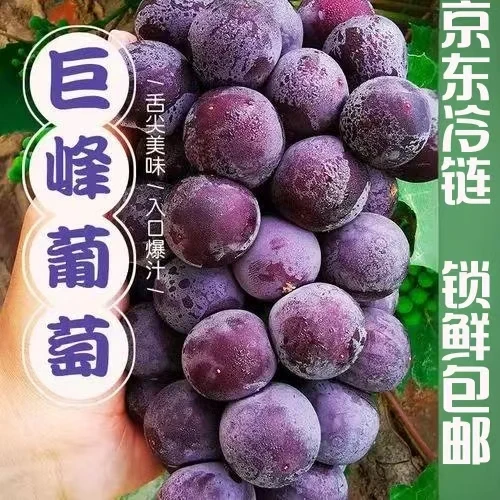 【京东包邮】巨峰甜葡萄现摘现发颗粒装酸甜多汁果肉大粒无籽