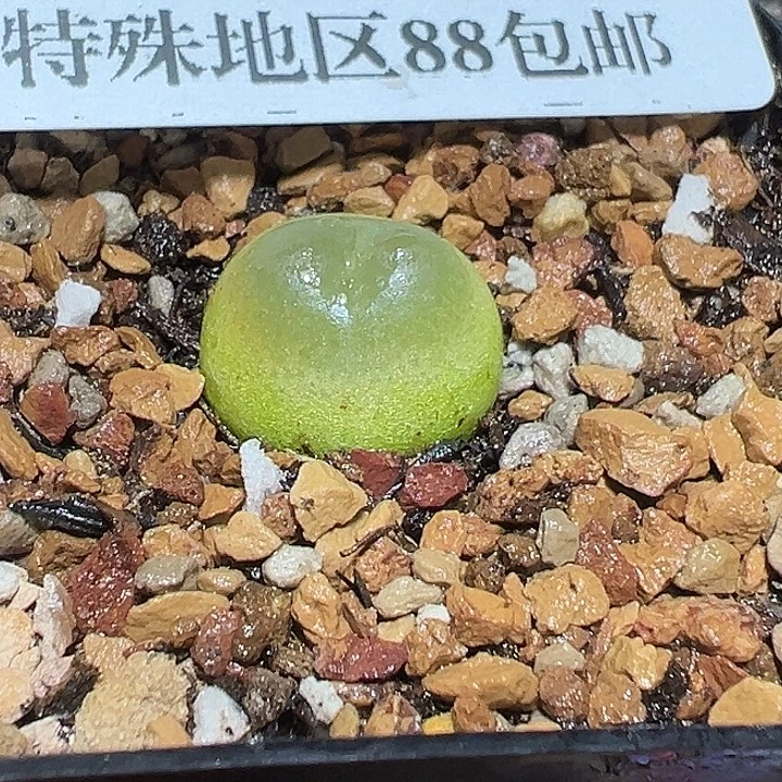 348号拉登105厘米xyxyxyxyxy