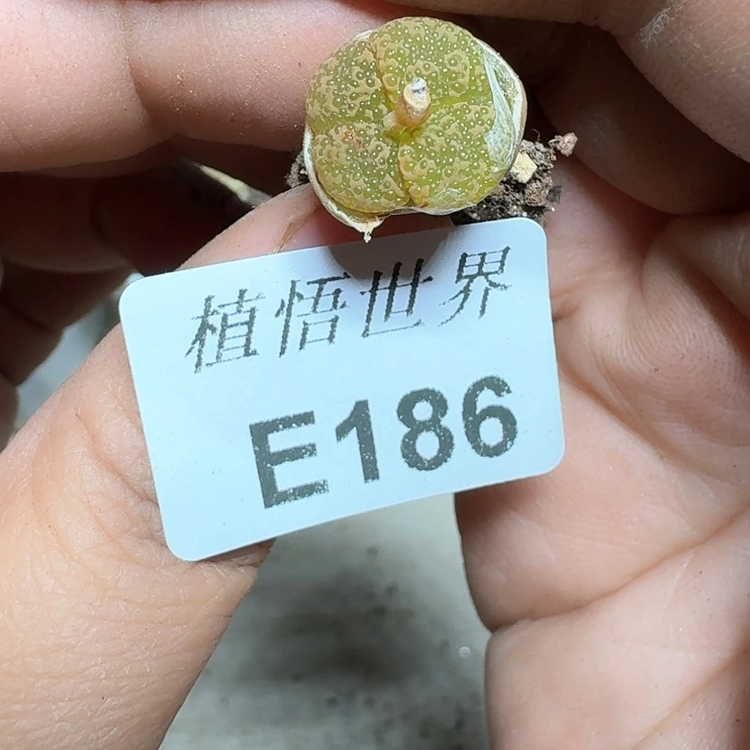186号多肉植物哇d c
