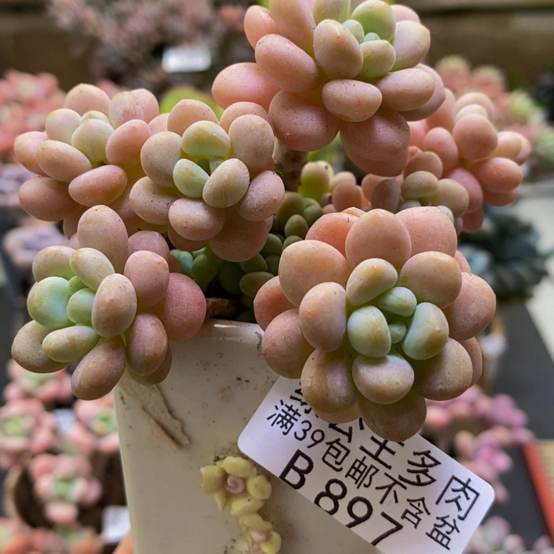 897洛可可8cm多肉