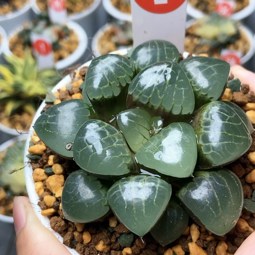 【闪购商品】冰魄2