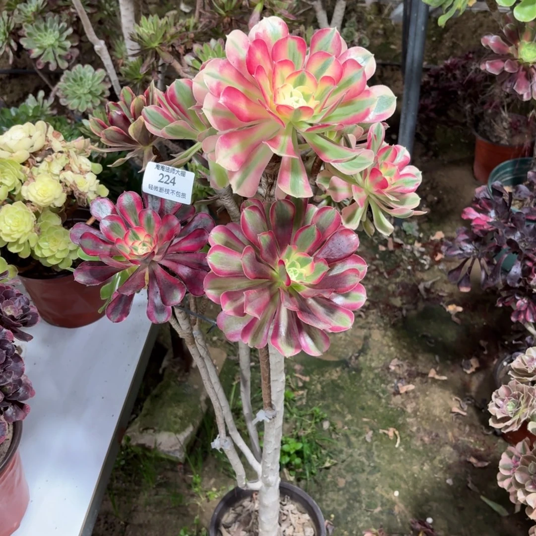 224嫁接多肉植物法师有瑕疵