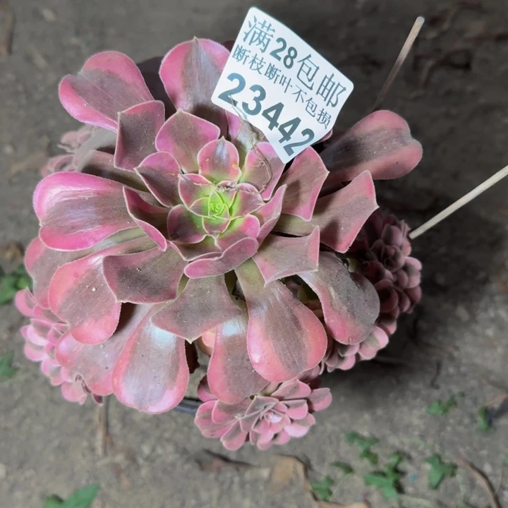 23442南美杜莎多肉植物