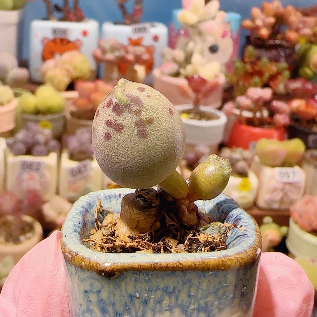 T肥肥海豹盆口2.5cm