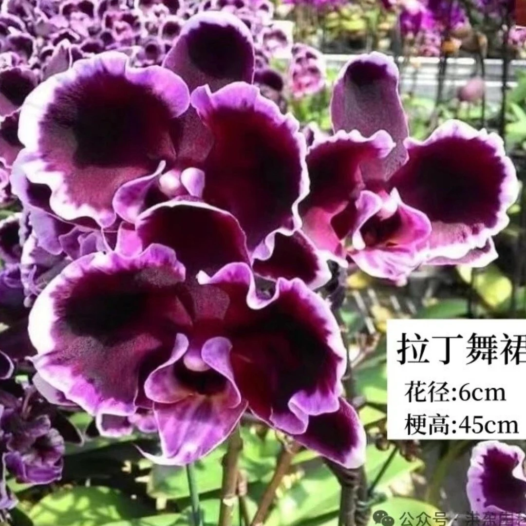 寸蝴蝶兰花苞花苗多季节开花好养高端花卉盆栽