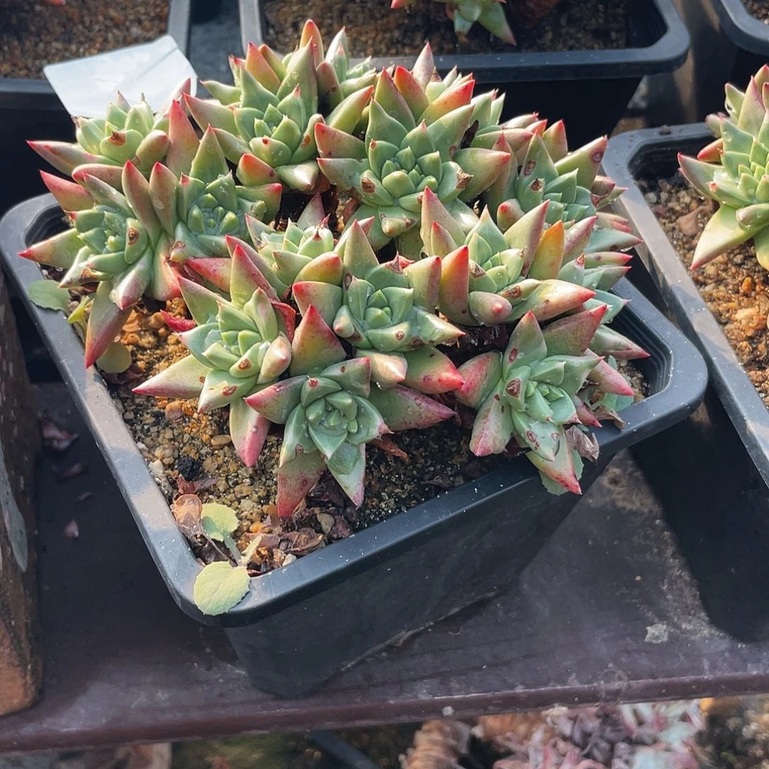 晨溪园艺仙女杯呀