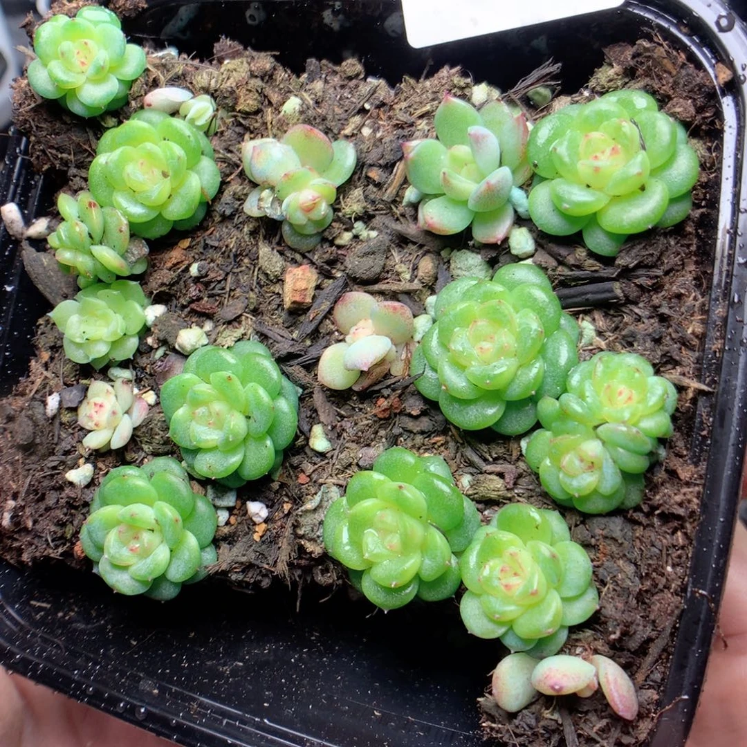 无花朵W56yyyyyyyyy