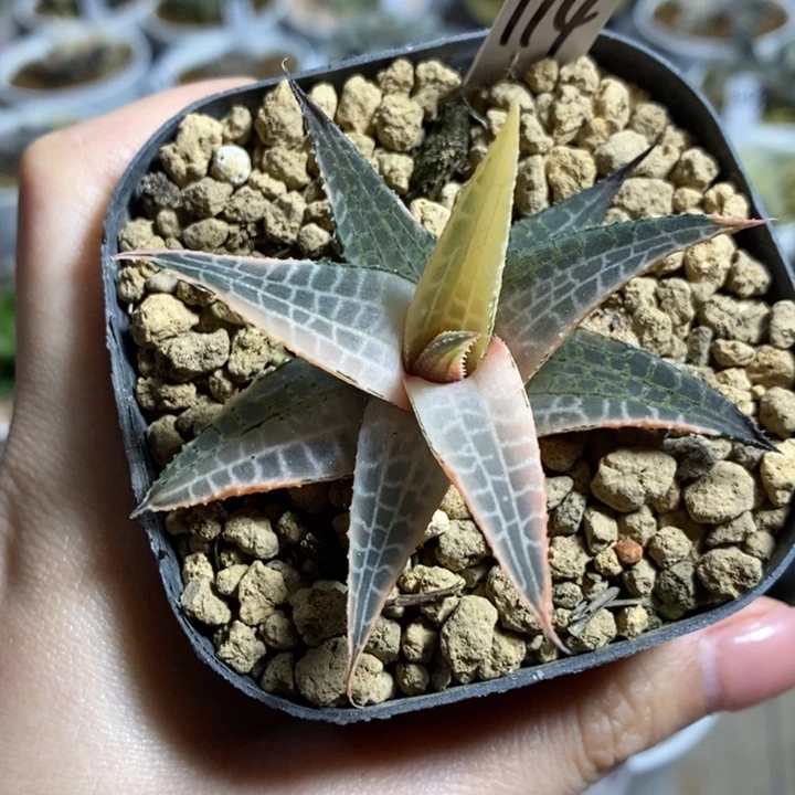 龙鳞锦糊斑1111111