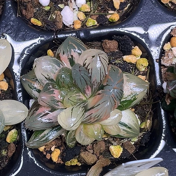 318龙爪玉露锦脱土发货