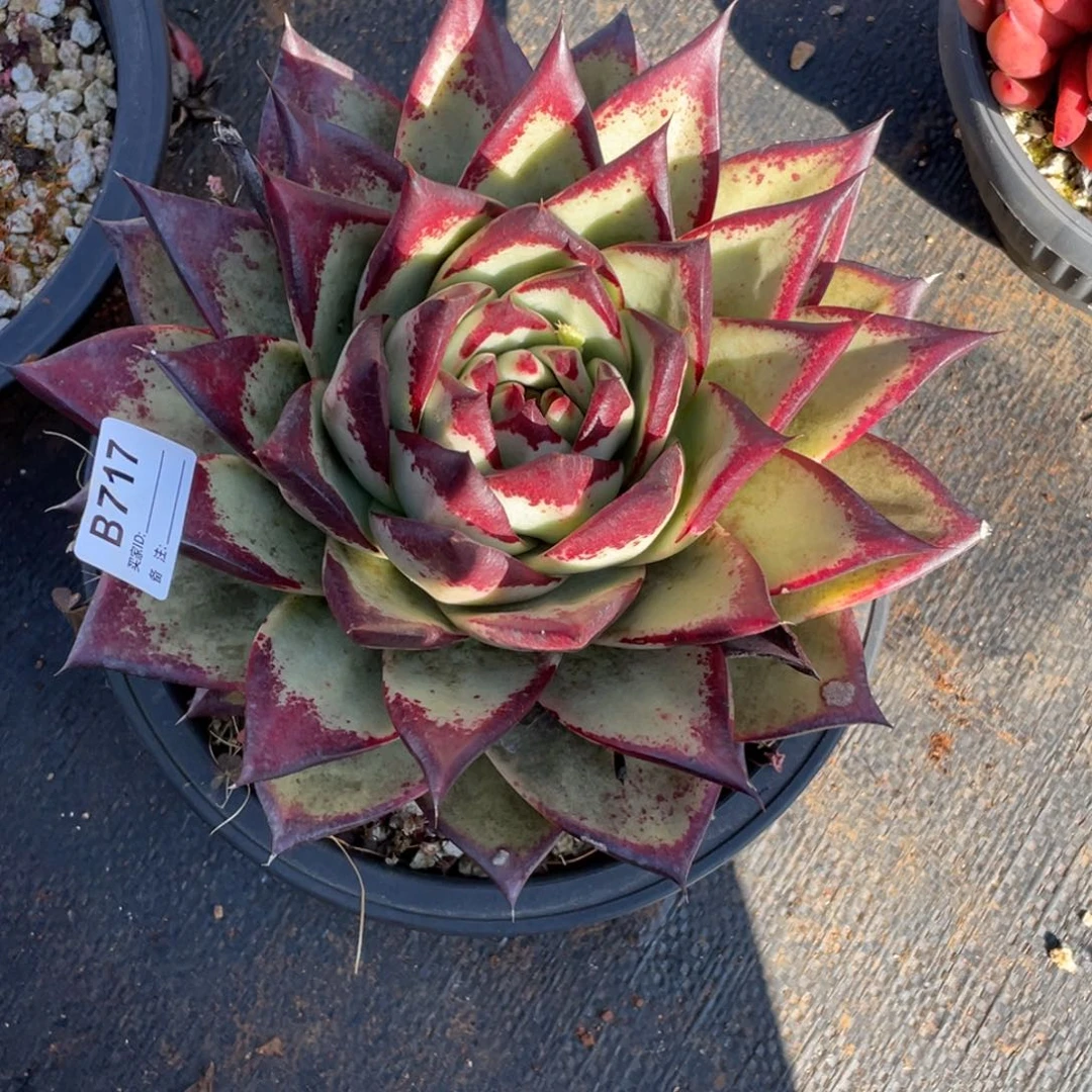 无花朵若如东云组拍B717