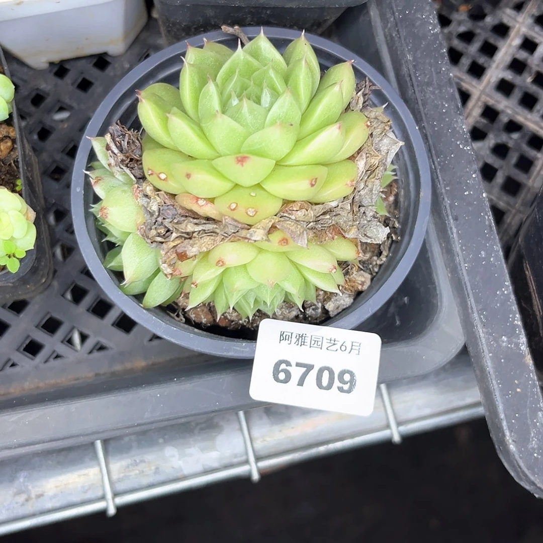 阿雅园艺。      6709