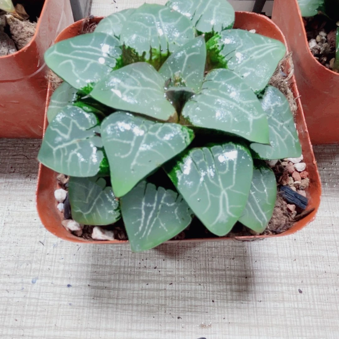 月影寿多肉植物6666
