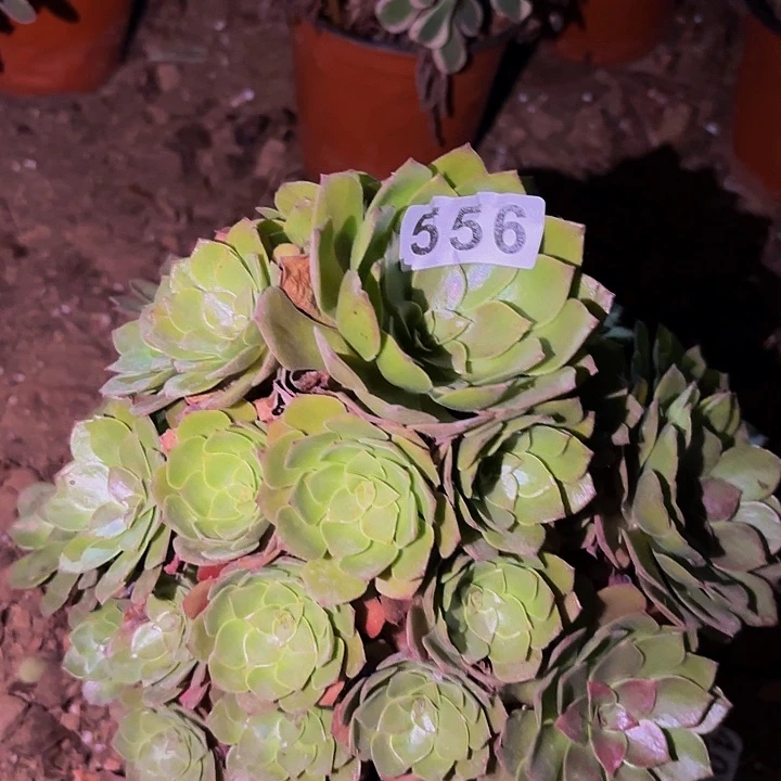 556红魔多肉植物不售后