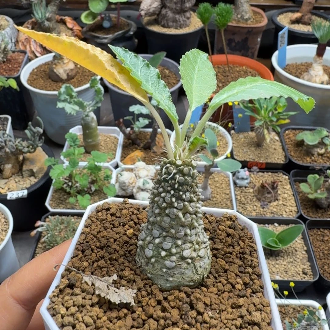 新种琉桑365 仙人球