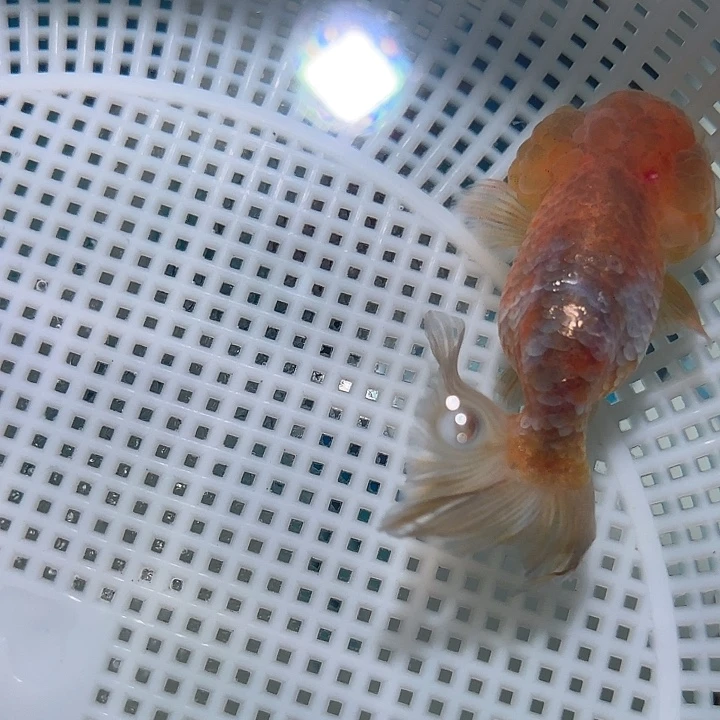 狮头鱼啦咯啦咯啦咯啦咯