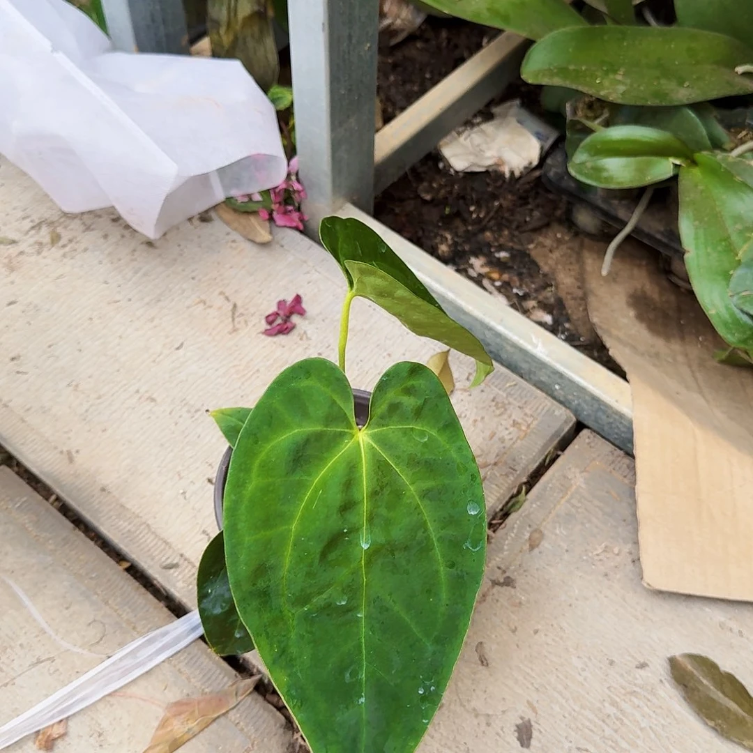 完全开放黑桃花烛一棵