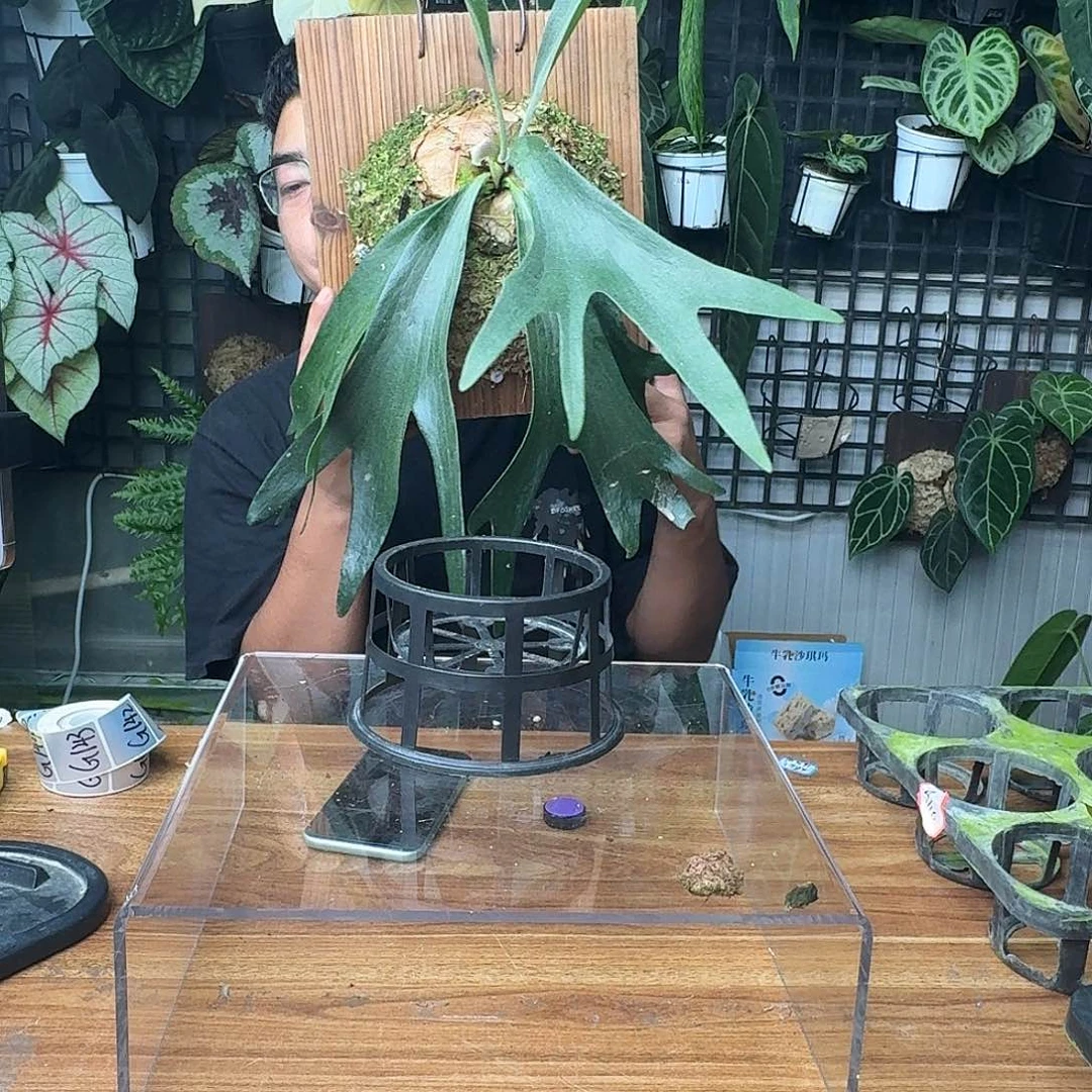 完全开放一物一拍137号