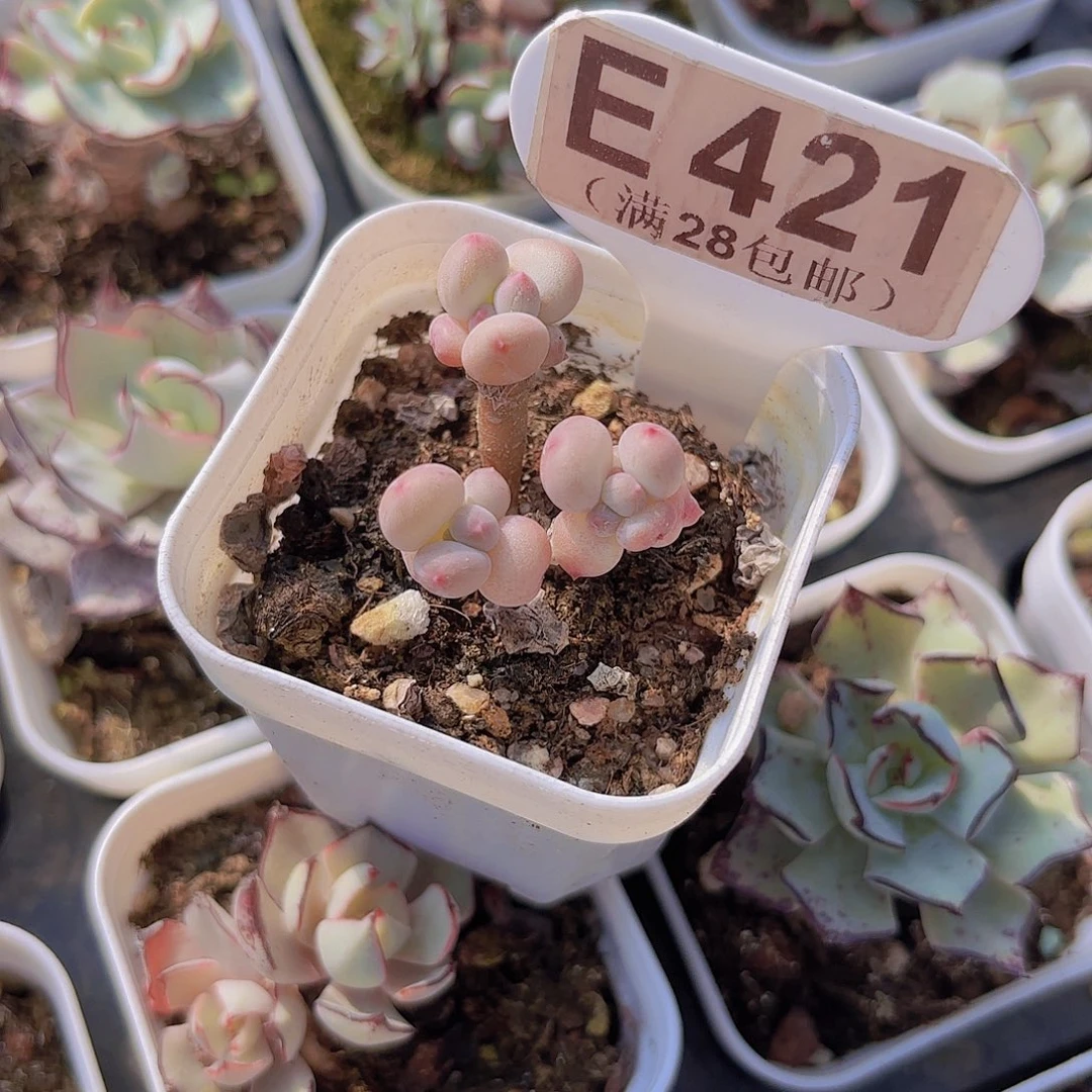 E421萤火虫一物一拍