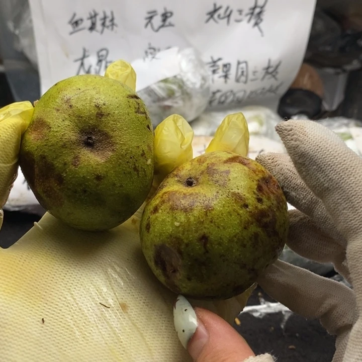 用***9文玩核桃青皮元宝