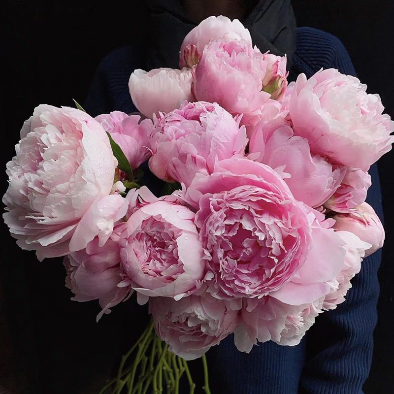 【3A莎拉大花苞】进口芍药品种莎拉鲜切花花束精品送女生礼物
