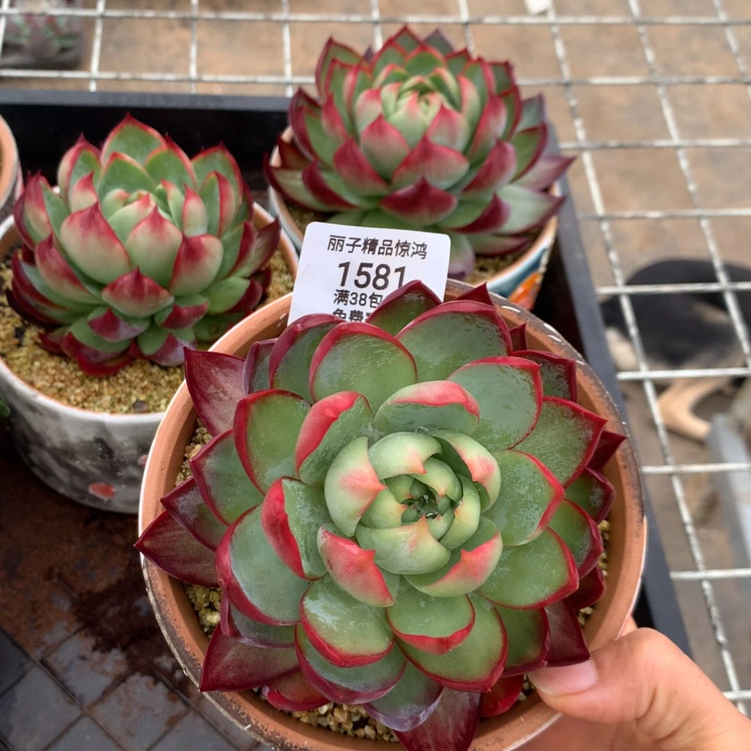 1581，多肉植物，9厘米